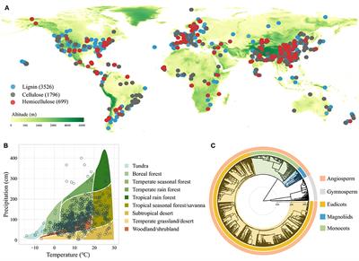 Mycorrhizal association and life form dominantly control plant litter lignocellulose concentration at the global scale